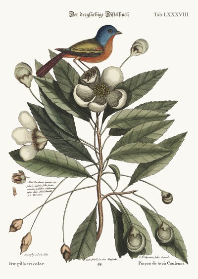 The painted Finch, 1749-73 by Mark Catesby